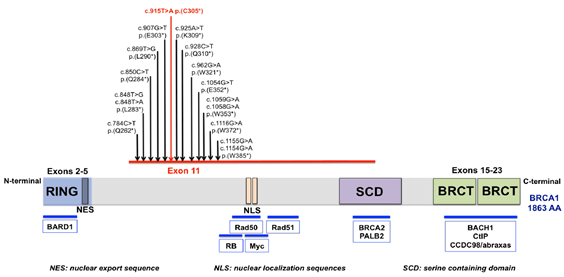 Identification of Novel BRCA1 Germline Deleterious Variant Among a ...
