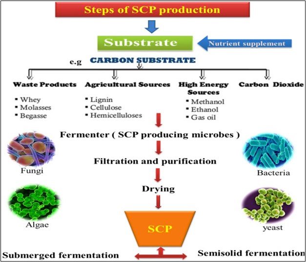 Life-cycle assessment of yeast-based single-cell protein